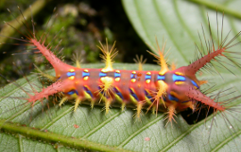 Caterpillar