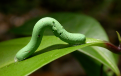 Caterpillar